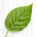 Leaf icon representing natural ingredients